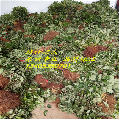 草莓品種苗價格黔莓2號草莓苗報價多少
