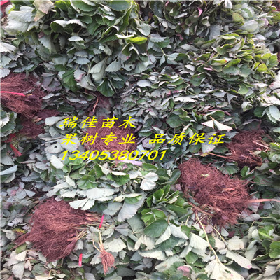 草莓品種苗價格黔莓2號草莓苗報價多少