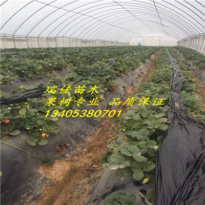 圣誕紅草莓苗價(jià)格多少錢