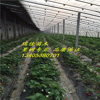 草莓品種苗價格黔莓2號草莓苗報價多少