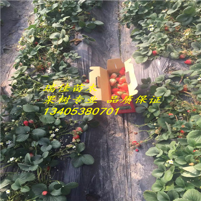 圣誕紅草莓苗價(jià)格多少錢
