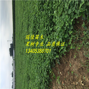 巧克力草莓苗現(xiàn)挖苗多少錢一棵