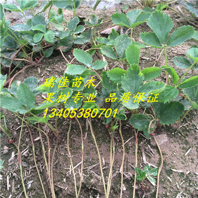 圣誕紅草莓苗價(jià)格多少錢