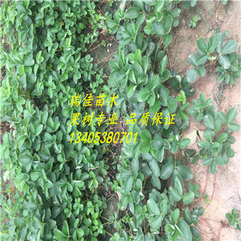 草莓品種苗價格寧豐草莓苗種植表現(xiàn)怎么樣