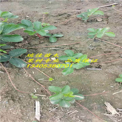 巧克力草莓苗現(xiàn)挖苗多少錢一棵