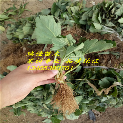 山東草莓苗價格草莓苗報價多少