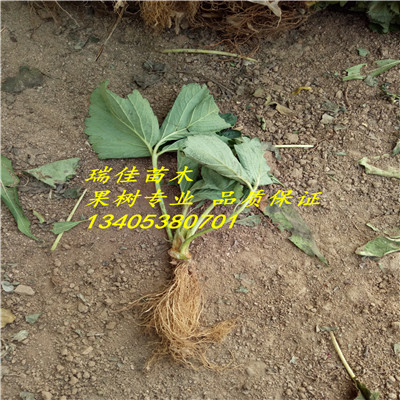 四季草莓苗四季草莓苗行情報(bào)價(jià)