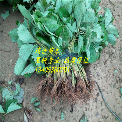 佐賀清香草莓苗佐賀清香草莓苗什么價