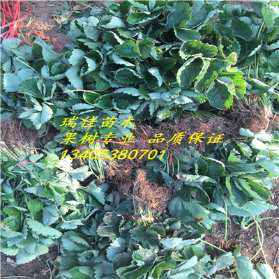 山東草莓苗價格全草莓苗哪里有賣的