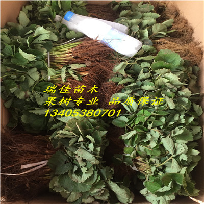 佐賀清香草莓苗佐賀清香草莓苗什么價