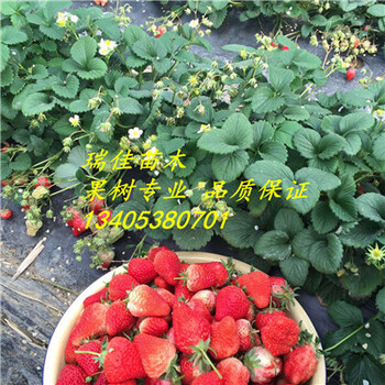 黔莓2號(hào)草莓苗哪里有賣的