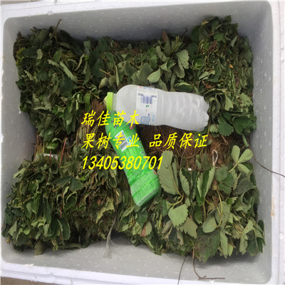 江西日本品種草莓苗什么時(shí)間可以種