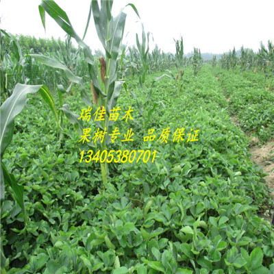 湖南草莓基質苗出售基地電話