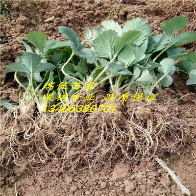 草莓種苗種植表現(xiàn)怎么樣