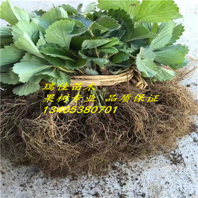甜查理草莓苗什么價