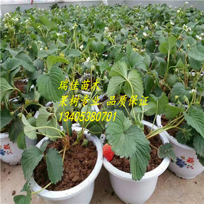 黔莓2號草莓苗哪里有賣的