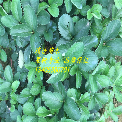 黔莓2號(hào)草莓苗品種多少錢