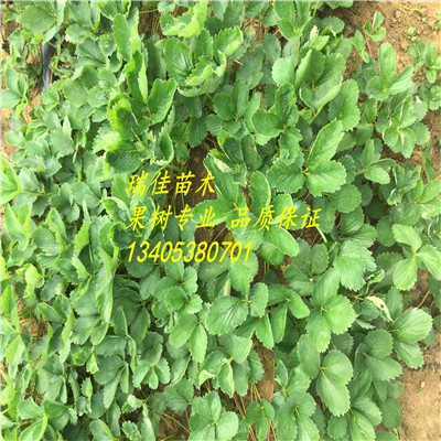 湖北美香莎草莓苗報(bào)價(jià)多少