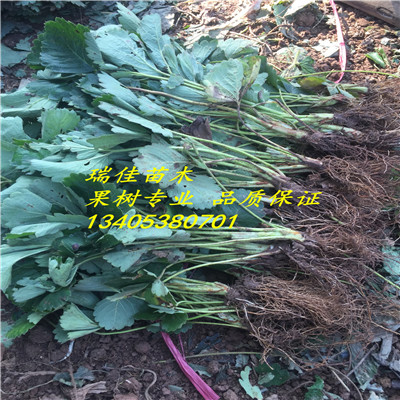 山東紫金草莓苗出售基地電話