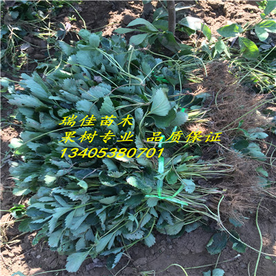 草莓種苗種植表現(xiàn)怎么樣