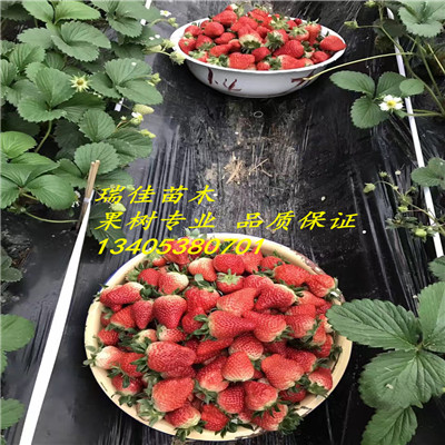 幸香草莓苗幸香草莓苗批發(fā)多少錢(qián)