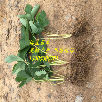 甜王草莓苗哪里便宜