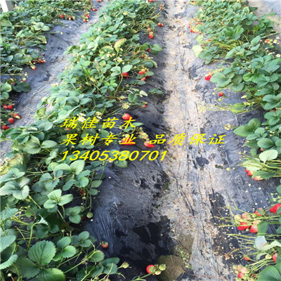 甜查理草莓苗什么價