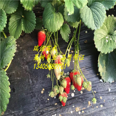 幸香草莓苗幸香草莓苗批發(fā)多少錢(qián)