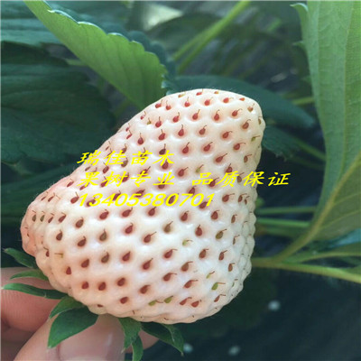 山東草莓苗價(jià)格脫毒草莓苗哪里便宜