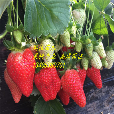 江西日本品種草莓苗什么時(shí)間可以種