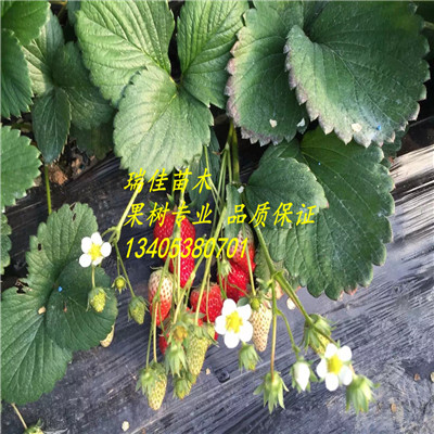 甜查理草莓苗現(xiàn)挖苗多少錢一棵
