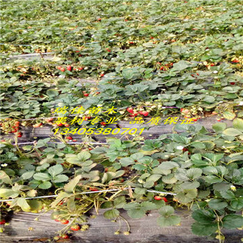 新品種草莓苗什么價