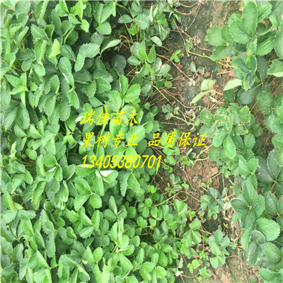 黔莓2號草莓苗哪里有賣的