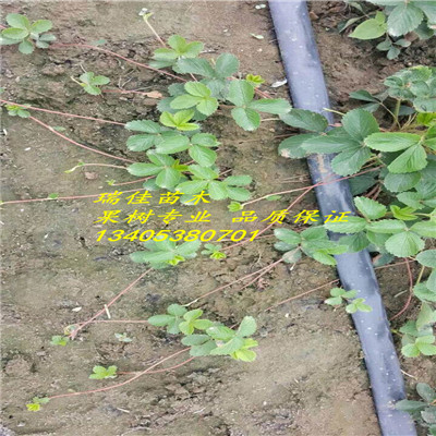 四季草莓苗四季草莓苗行情報(bào)價(jià)