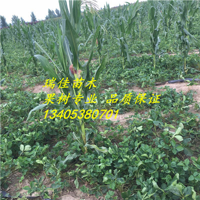 草莓種苗種植表現(xiàn)怎么樣