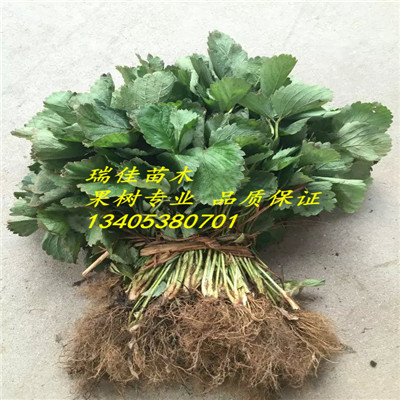 湖南草莓基質苗出售基地電話