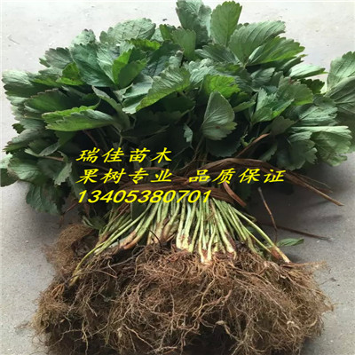 新疆高產(chǎn)品種草莓苗種植表現(xiàn)怎么樣