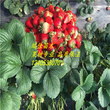 紅顏草莓苗一畝地成本多少錢