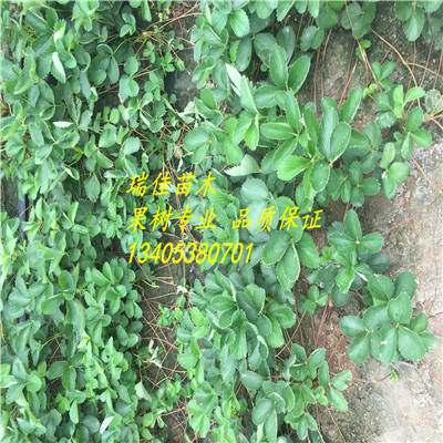 脫毒全草莓苗價格
