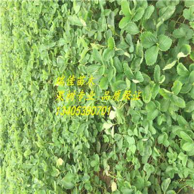 山東草莓苗價(jià)格脫毒草莓苗哪里便宜