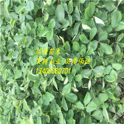 湖北妙香七號草莓苗多少錢一棵