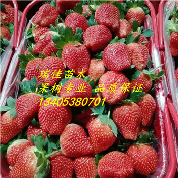 甜查理草莓苗價格是多少
