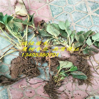 新疆高產(chǎn)品種草莓苗種植表現(xiàn)怎么樣