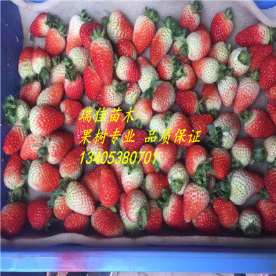 甜王草莓苗甜王草莓苗哪里有賣的