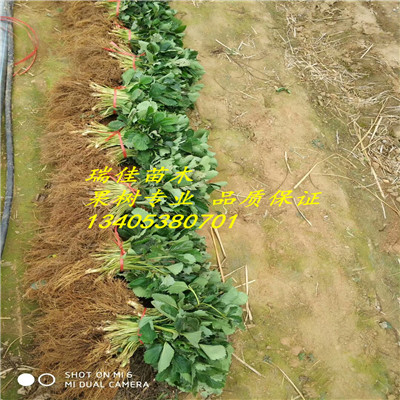 江西法蘭地草莓苗價格多少錢