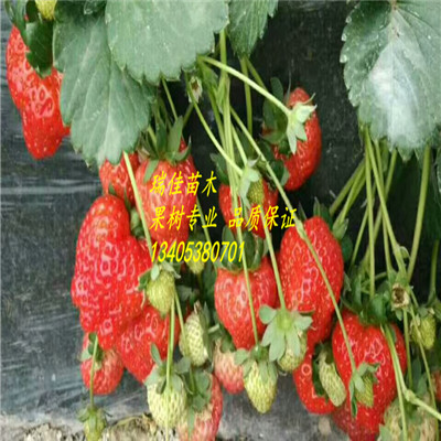 甜王草莓苗哪里便宜