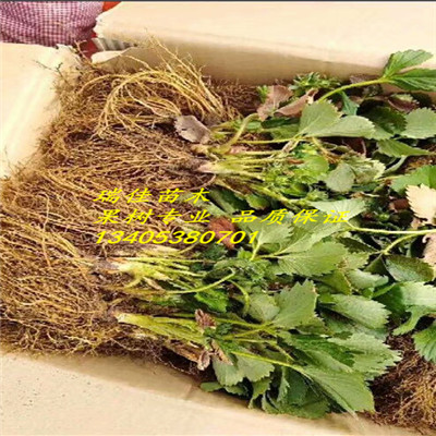 甜查理草莓苗價格是多少