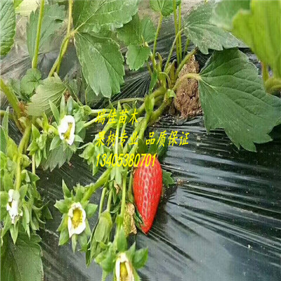 甜王草莓苗哪里便宜