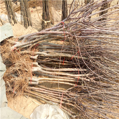 河南神富1號蘋果苗報(bào)價(jià)多少