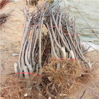 三公分藤木1號(hào)蘋果苗批發(fā)多少錢
